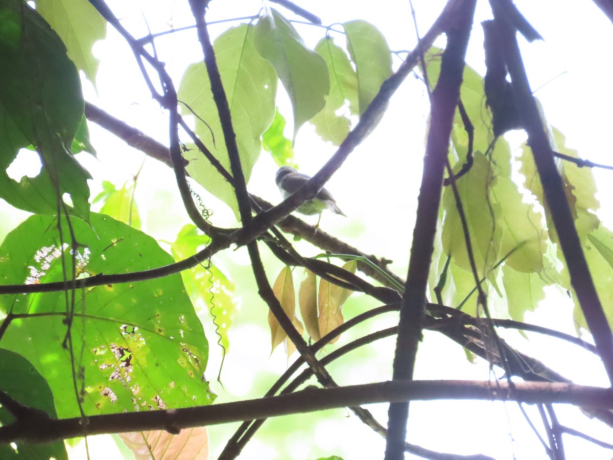 Cream-vented Bulbul - ML647043202