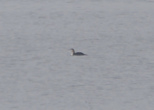 Sterntaucher - ML647043209