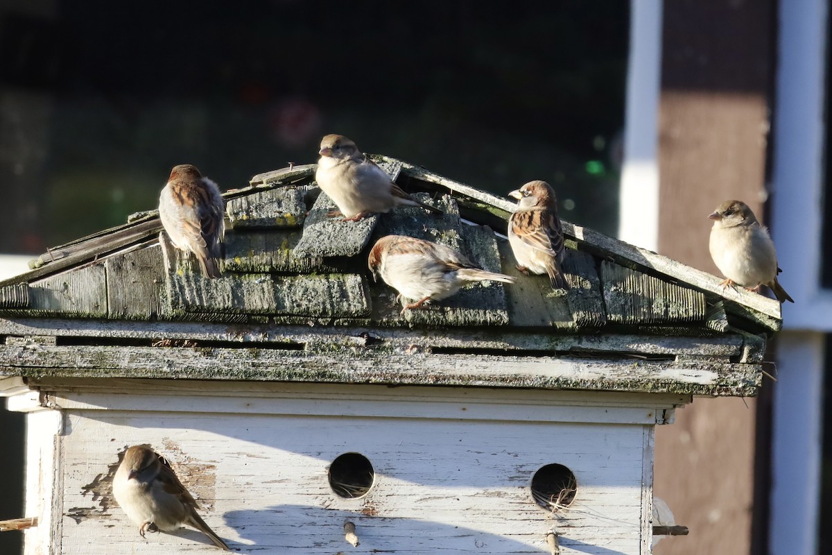 House Sparrow - ML647043210