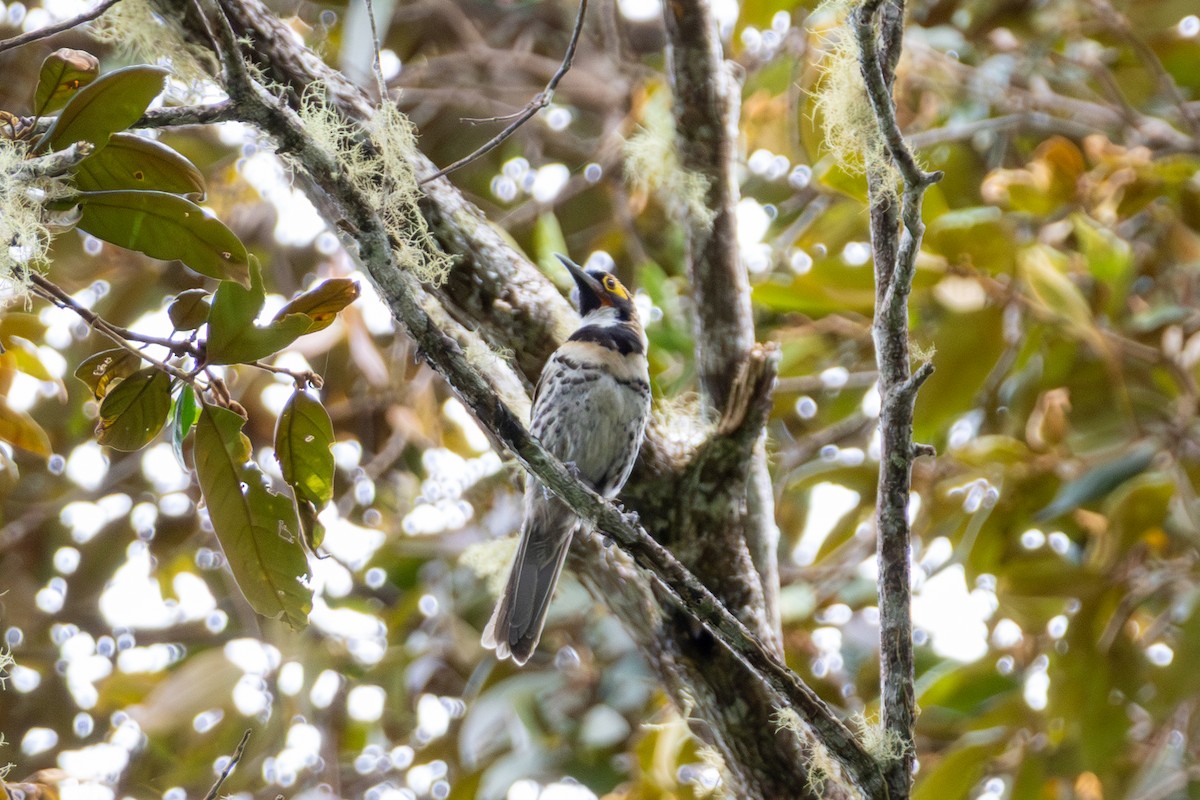 Mielero Maquillado - ML647043211