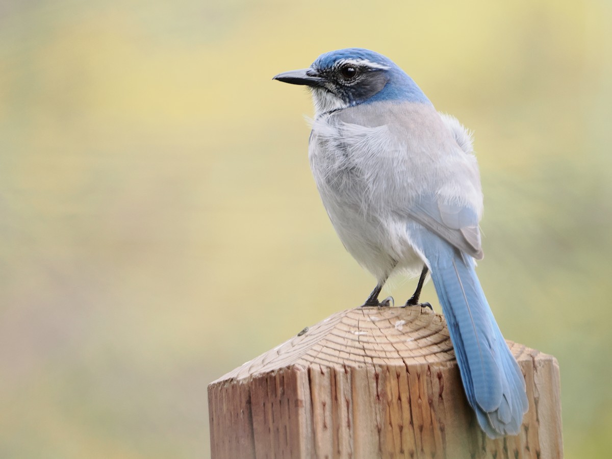 Chara Californiana - ML647043213