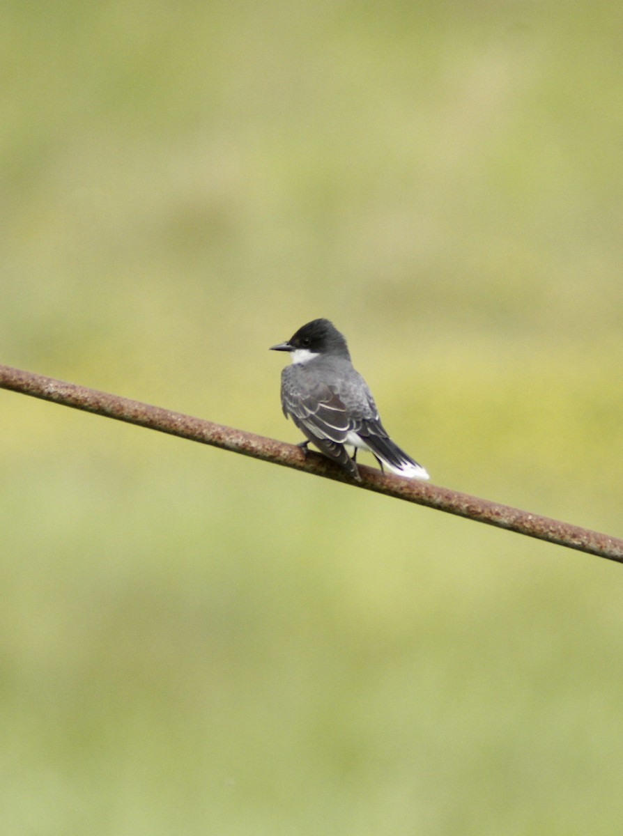 Tyran tritri - ML647043218