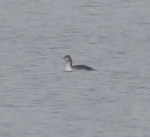 Sterntaucher - ML647043220