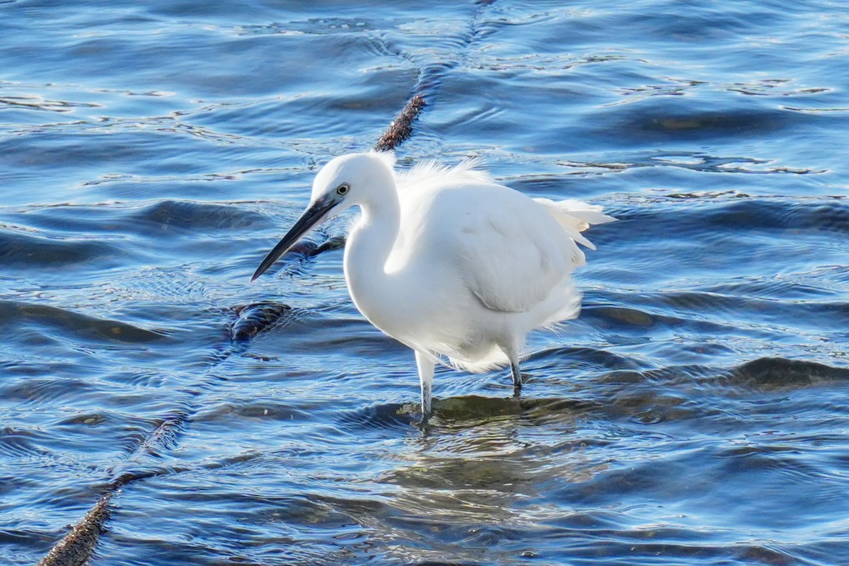 silkehegre - ML647043221