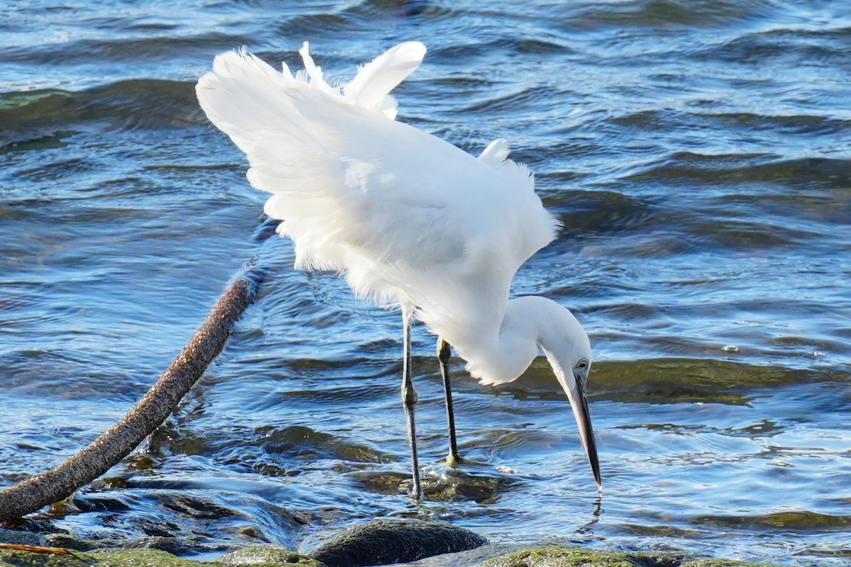 silkehegre - ML647043222