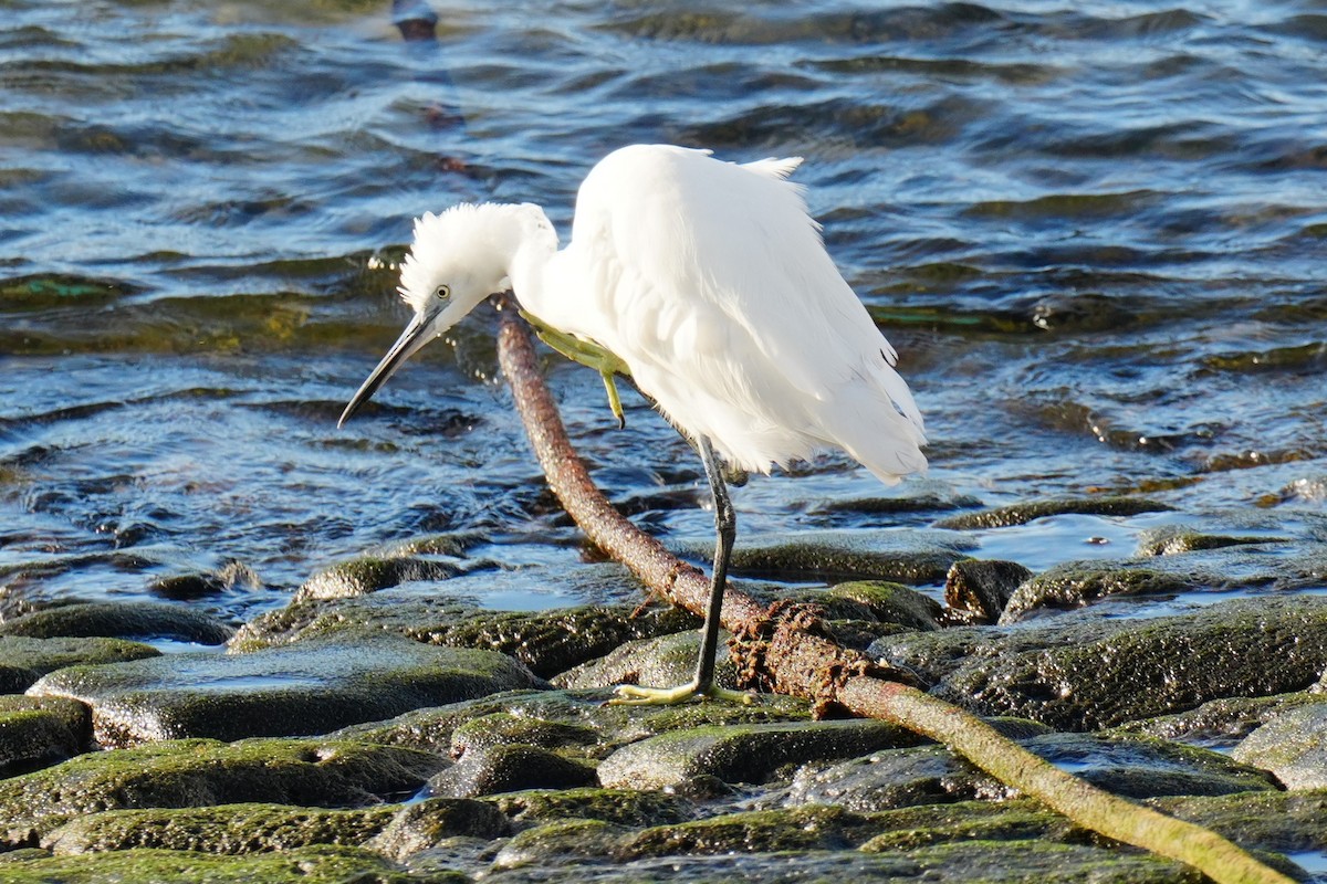 silkehegre - ML647043223