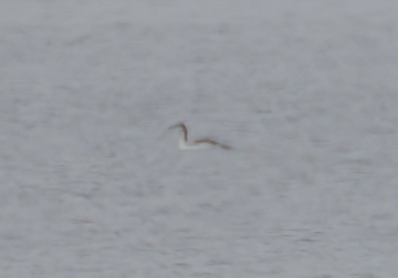 Sterntaucher - ML647043230