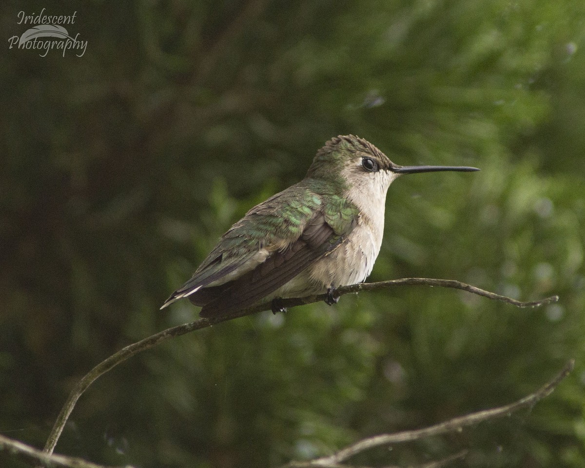 Colibri à gorge rubis - ML647043233