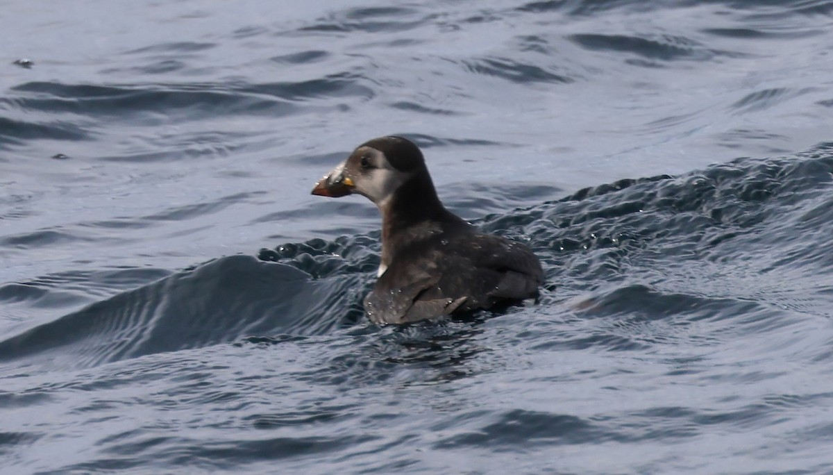 Atlantic Puffin - ML647043237