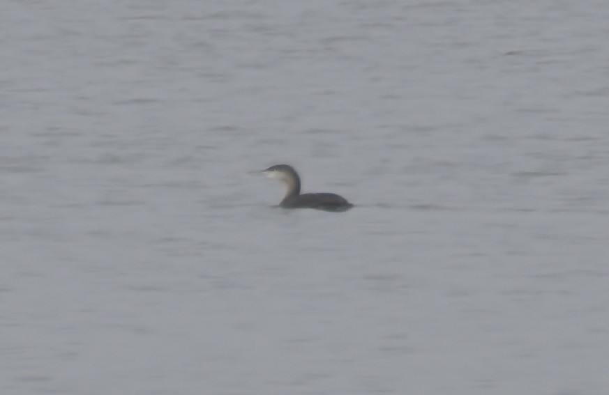 Sterntaucher - ML647043238