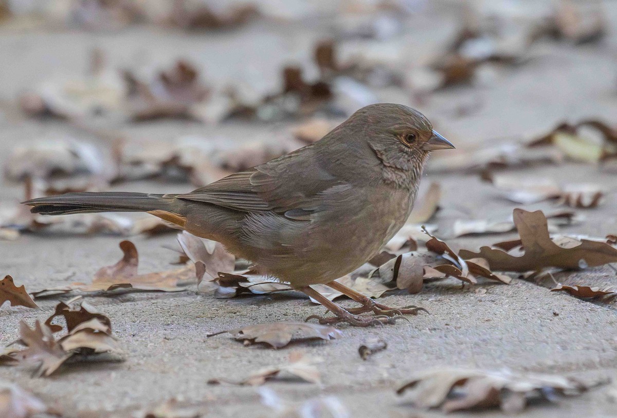 California Towhee - ML647043245