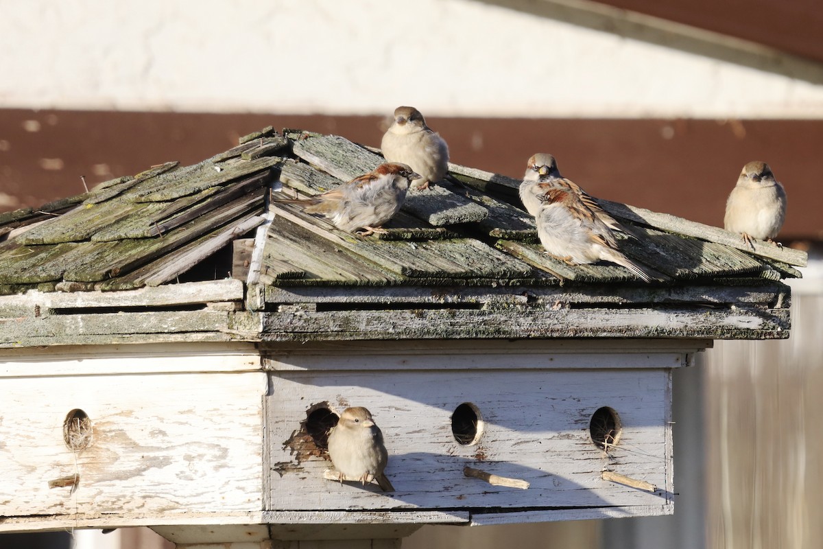 House Sparrow - ML647043246