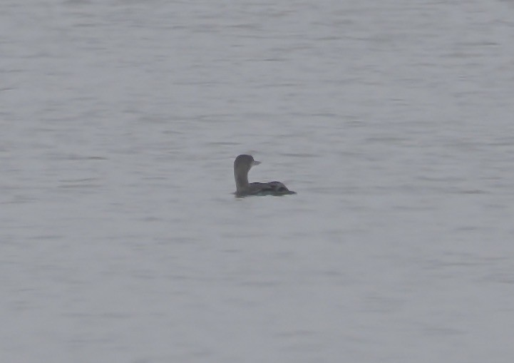 Sterntaucher - ML647043247