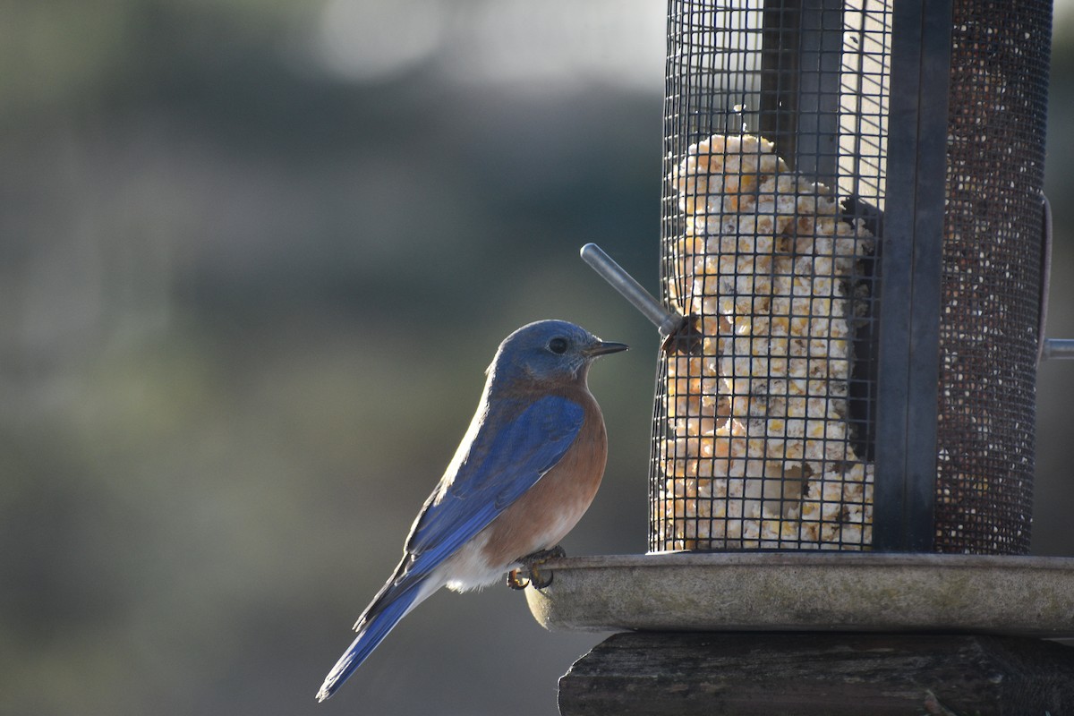 Eastern Bluebird - ML647043271