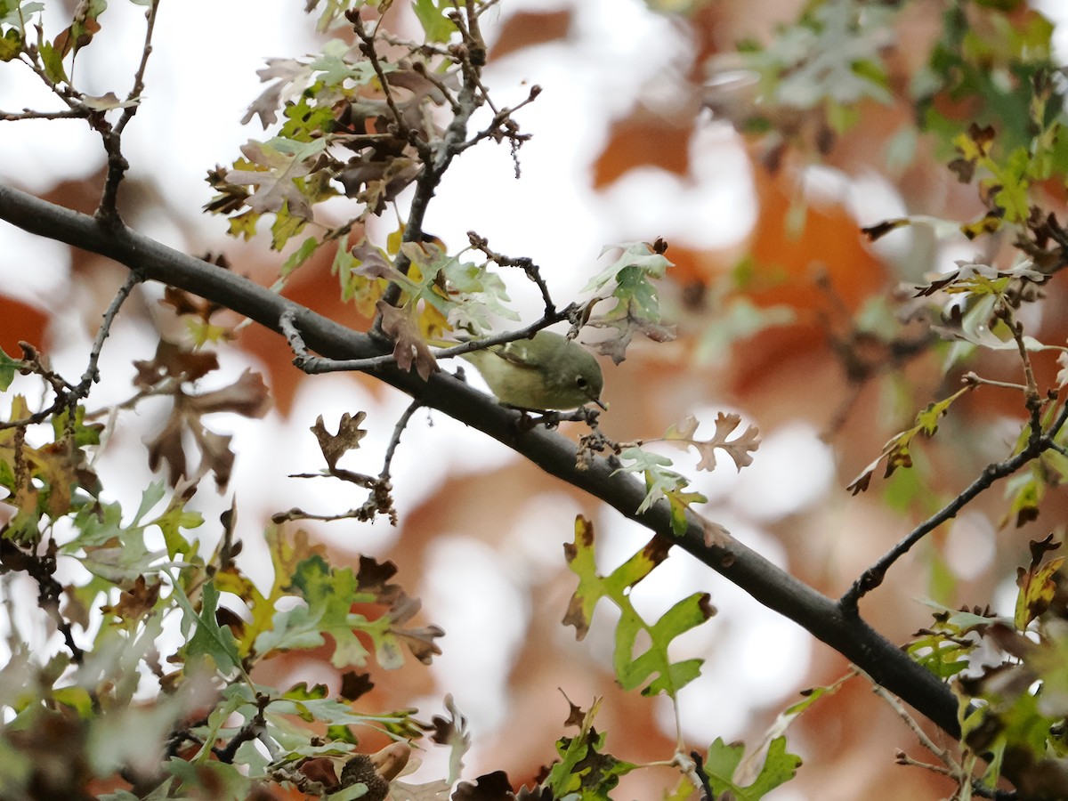 Ruby-crowned Kinglet - ML647043278