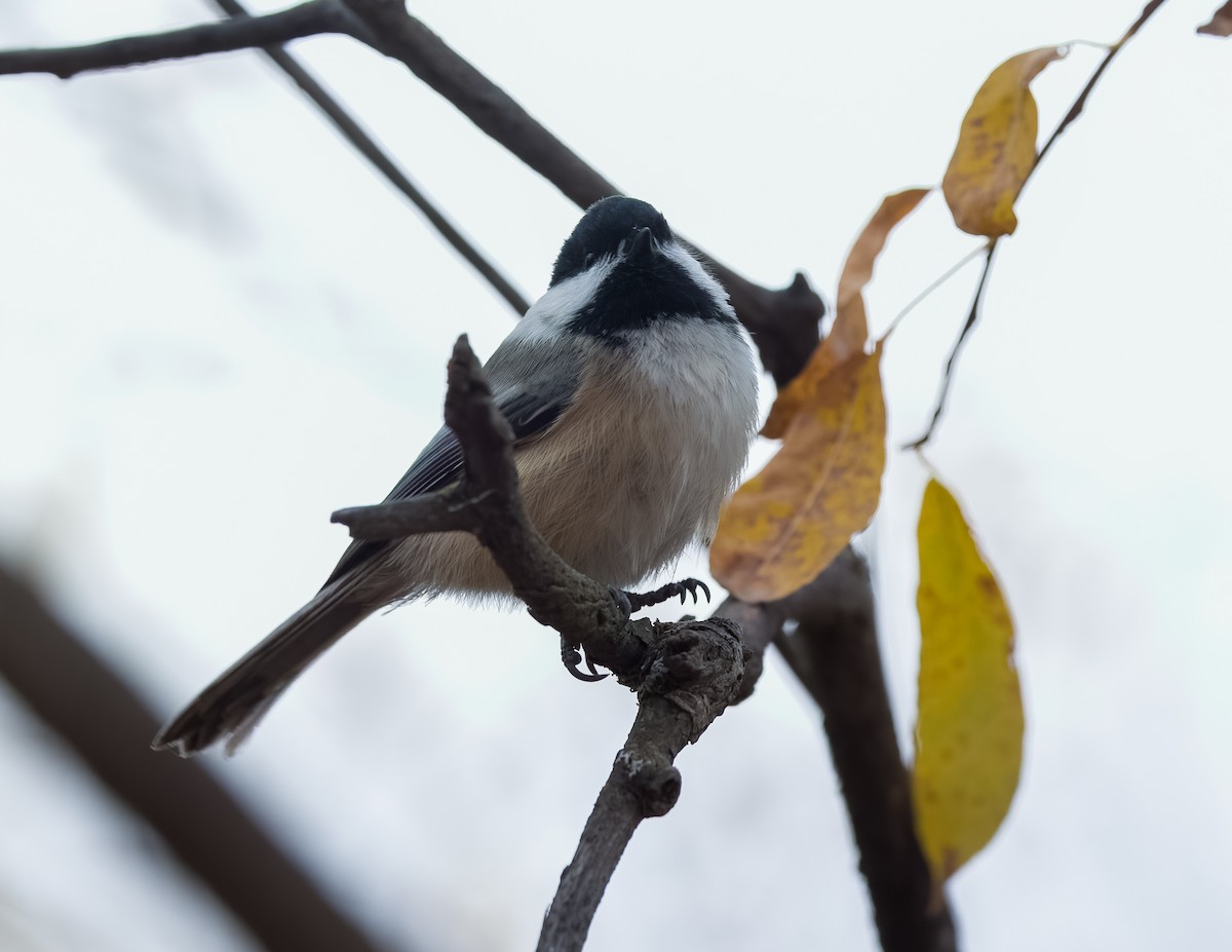 Black-capped Chickadee - ML647043279