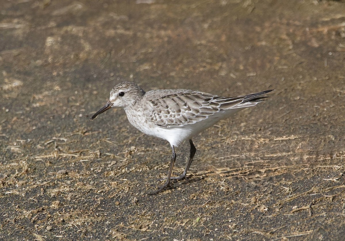 jespák tundrový - ML647043284