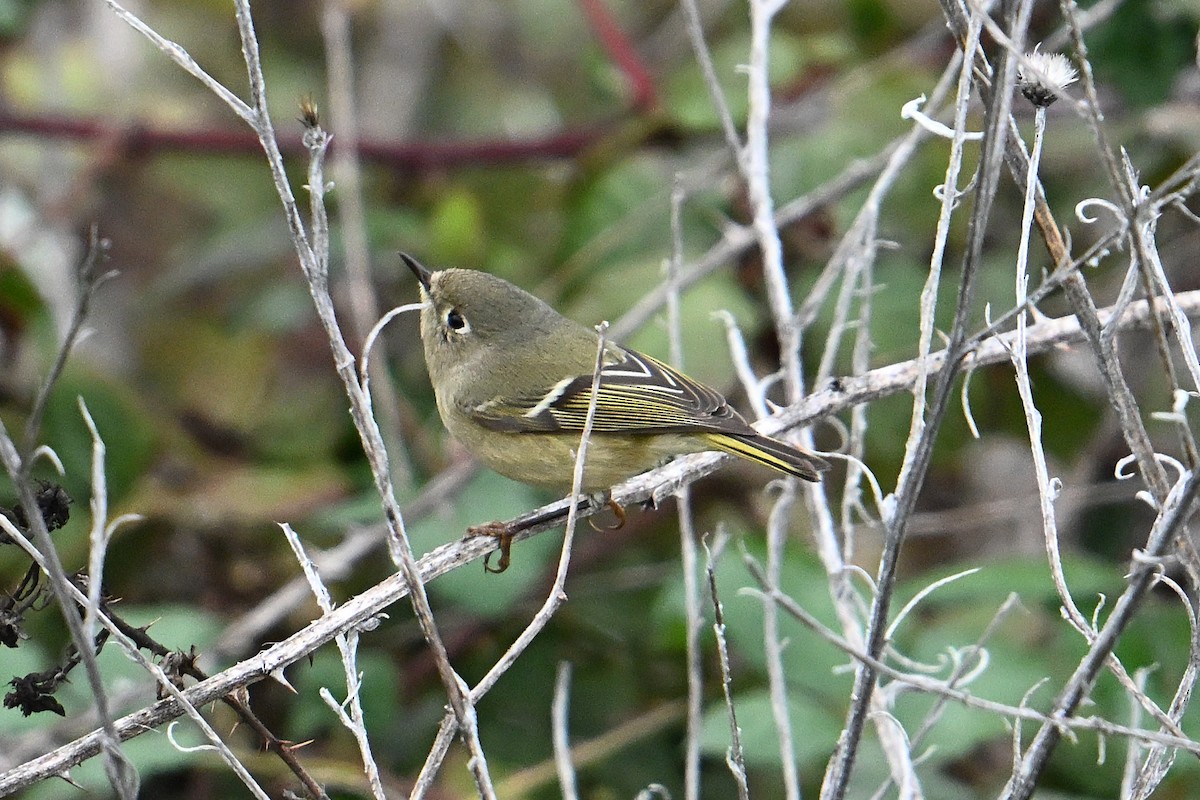 Ruby-crowned Kinglet - ML647043285