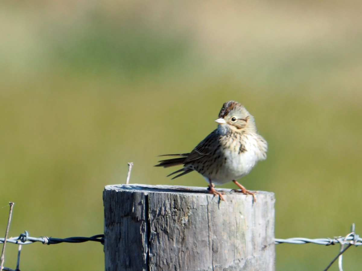 Lincoln's Sparrow - ML647043291