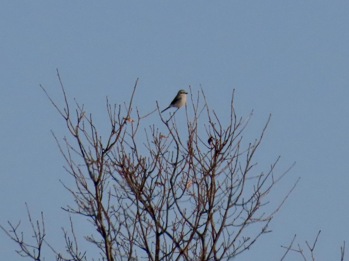 ťuhýk severní - ML647043298