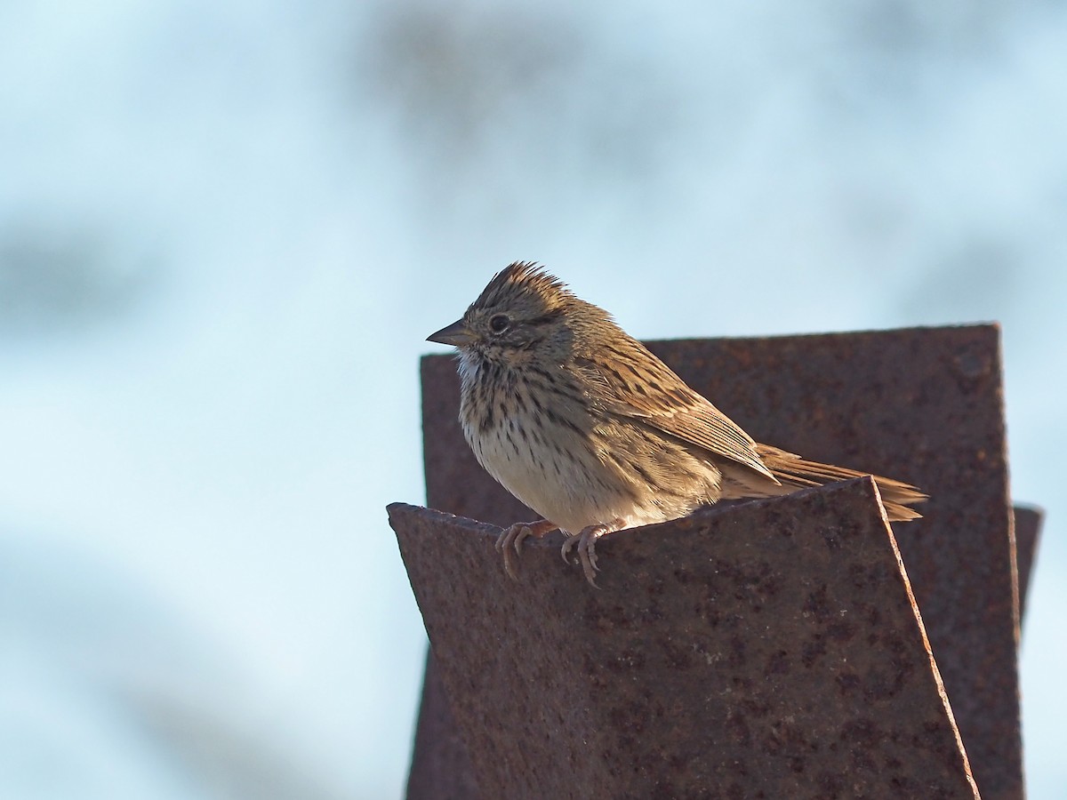Lincoln's Sparrow - ML647043305