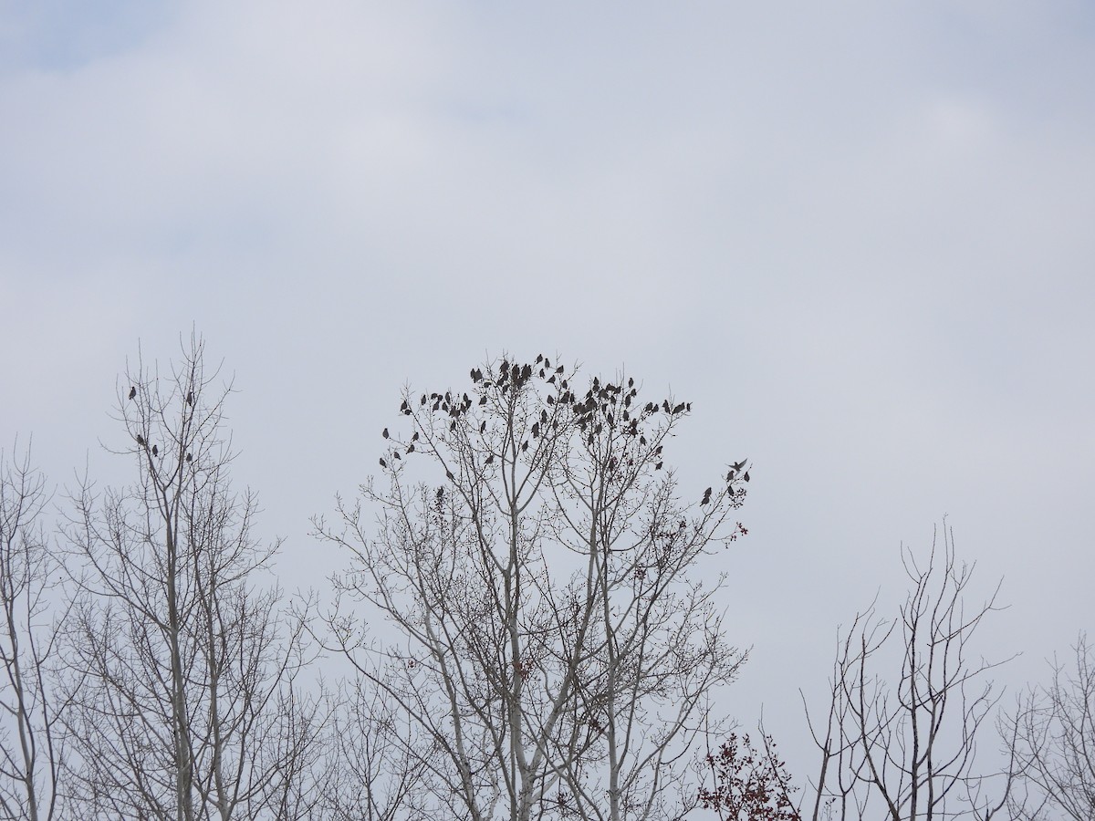 Bohemian Waxwing - ML647043316