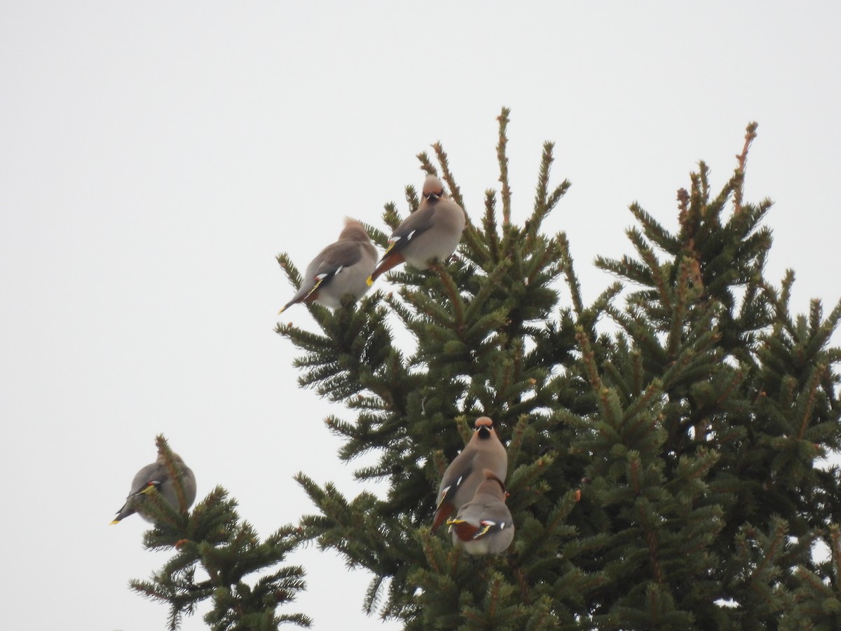 Bohemian Waxwing - ML647043317