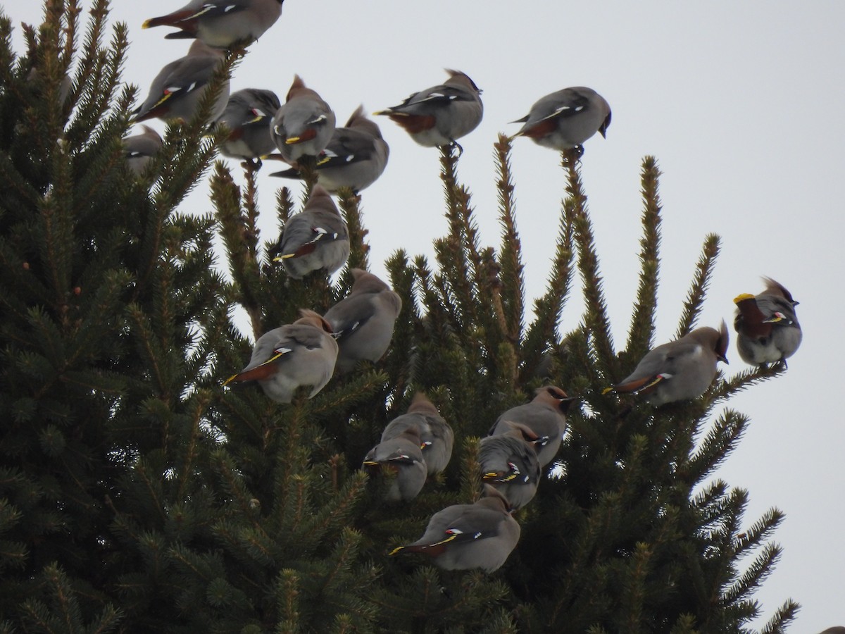 Bohemian Waxwing - ML647043318