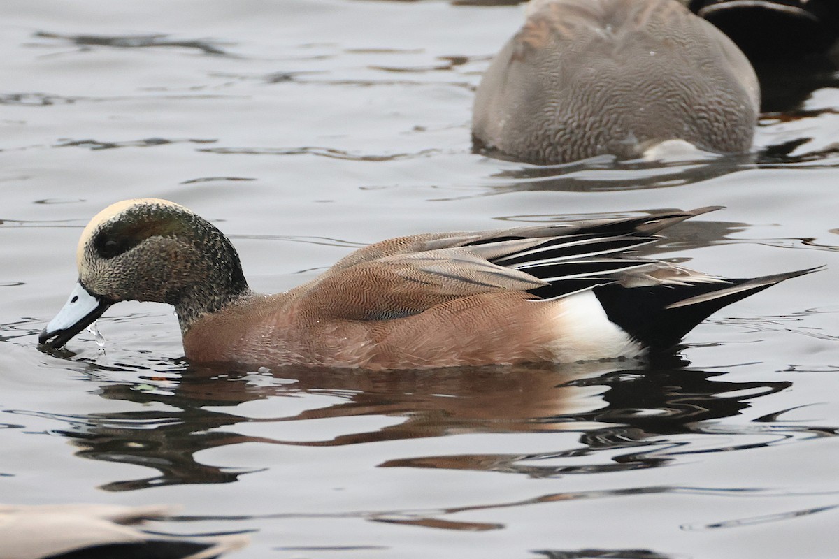 Свищ американський - ML647043321