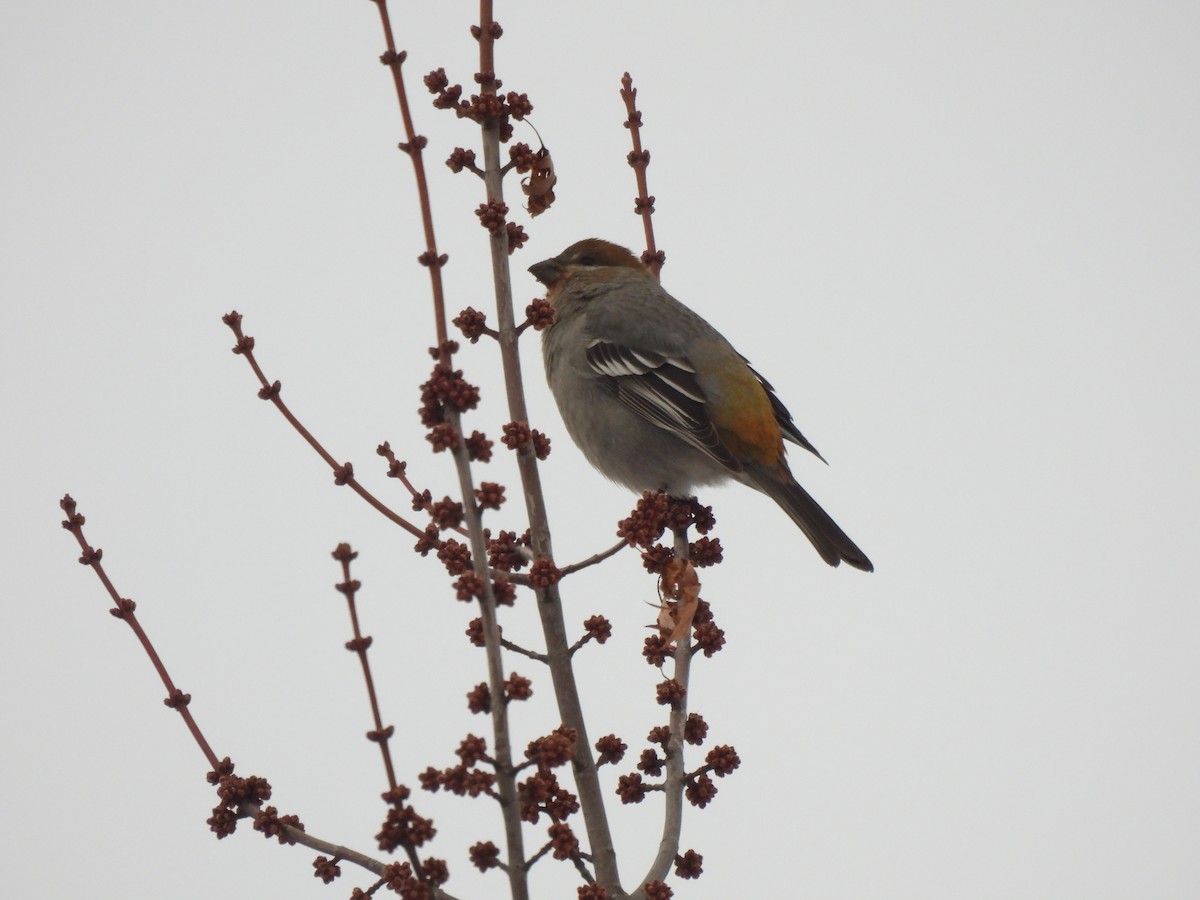 פתיאלי אורנים - ML647043328