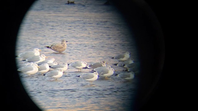 Kaio iluna - ML647043331