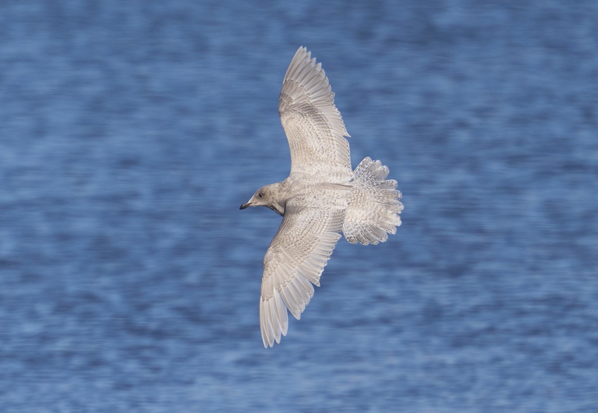 Iceland Gull (kumlieni) - ML647043334