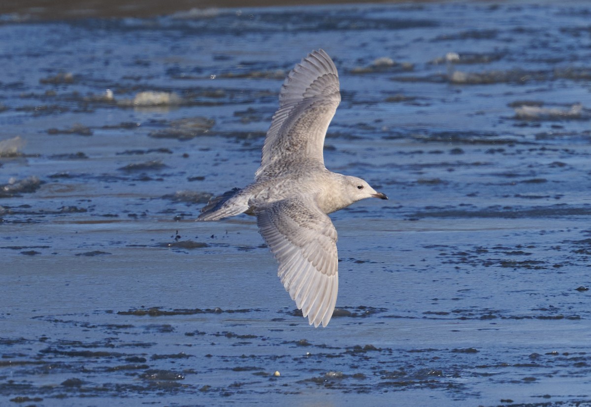 Iceland Gull (kumlieni) - ML647043335