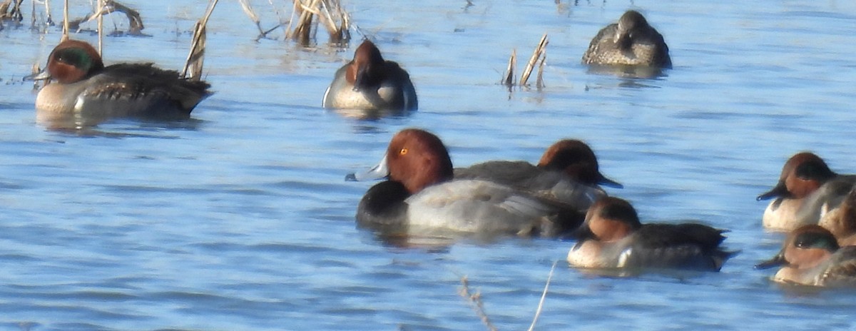 Redhead - ML647043336