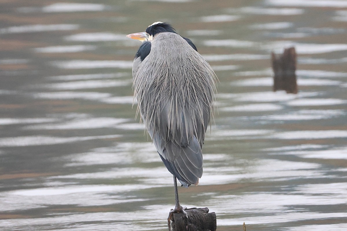 Koartza hauskara amerikarra - ML647043341