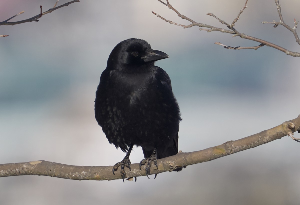 American Crow - ML647043342
