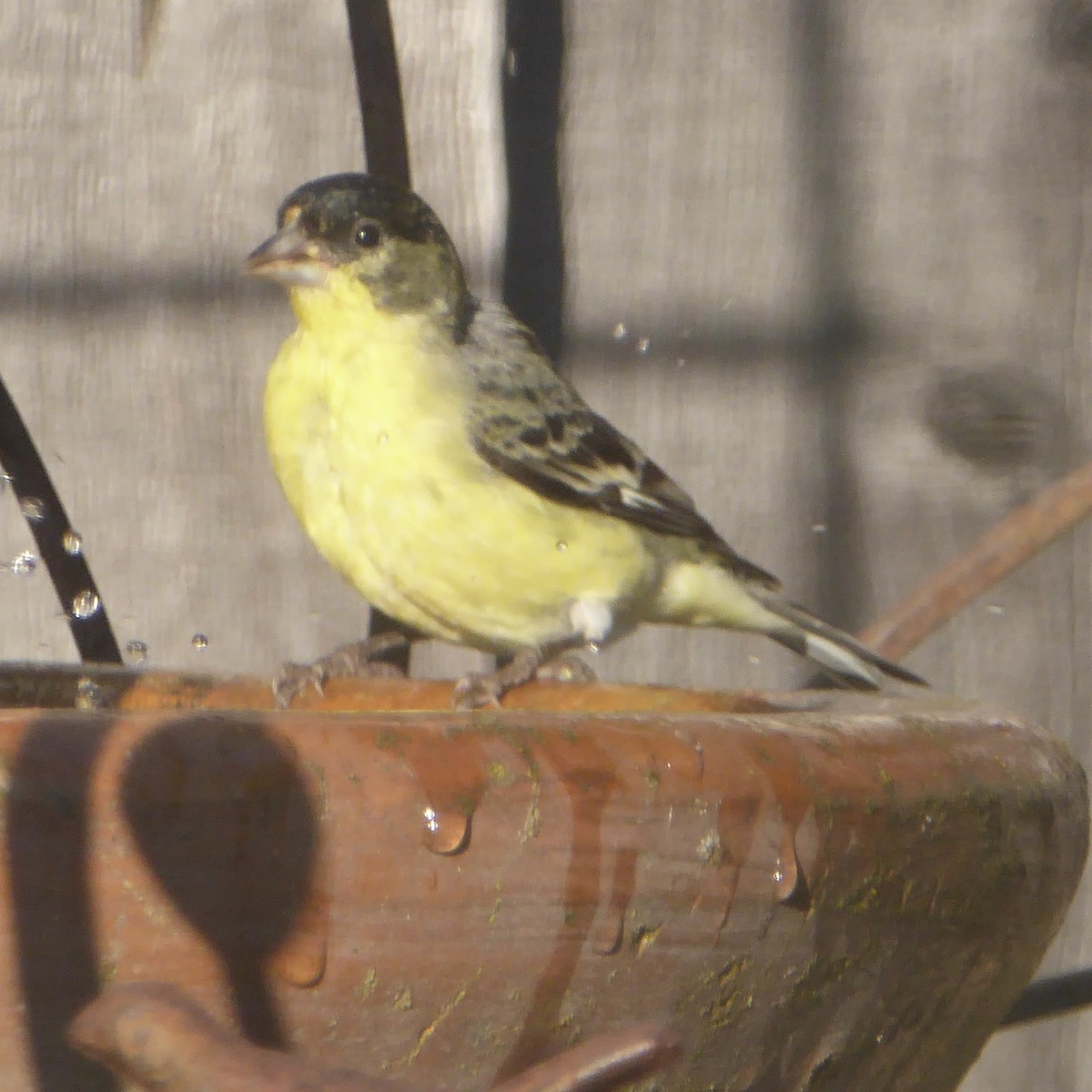 Lesser Goldfinch - ML647043343