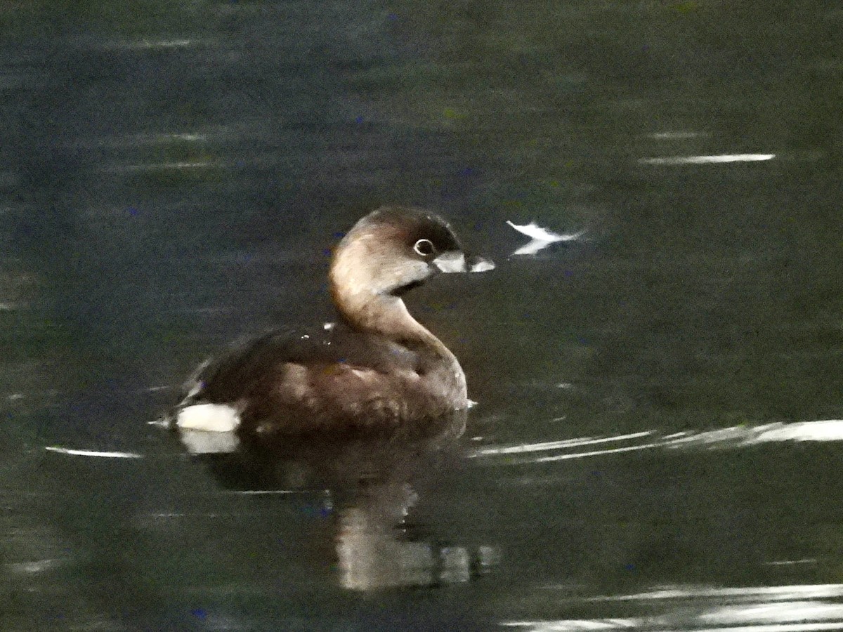 Txilinporta mokolodia - ML647043347