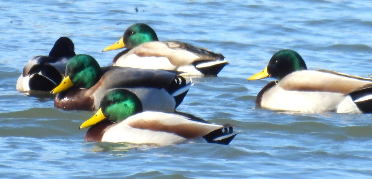 ברכיה - ML647043348