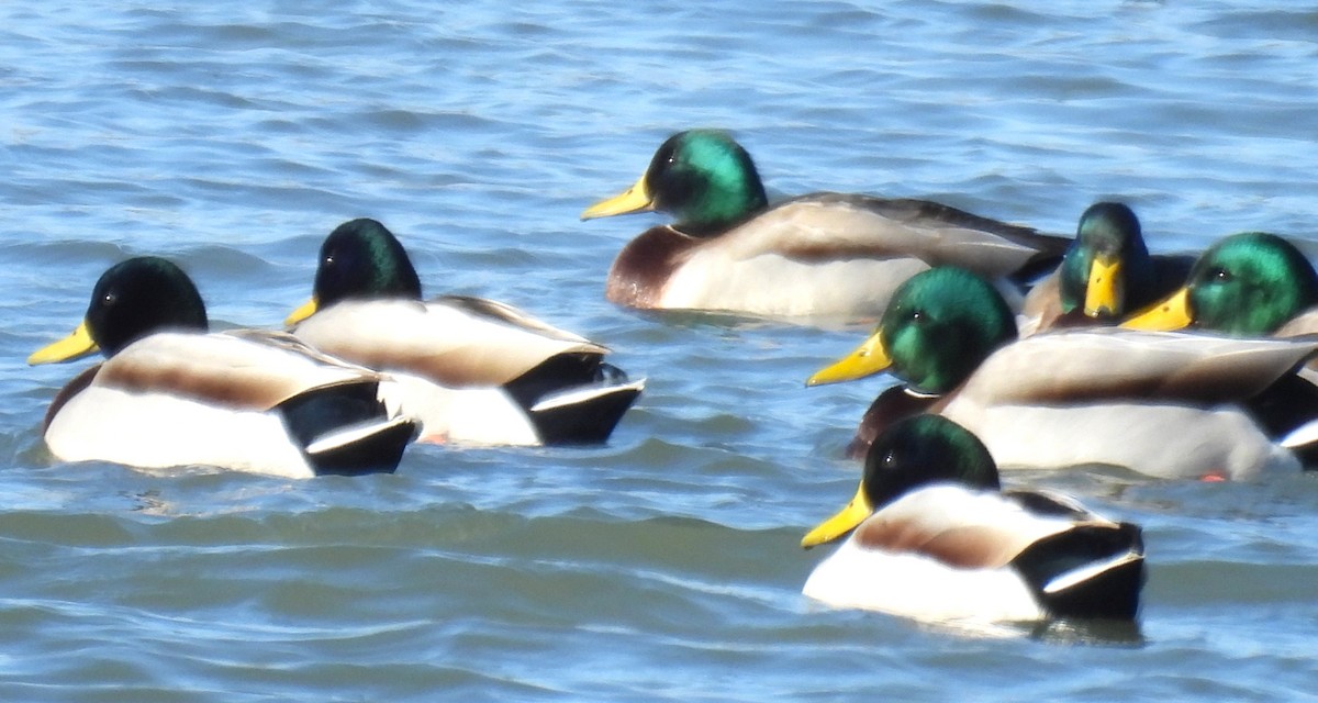 Basahatea - ML647043350