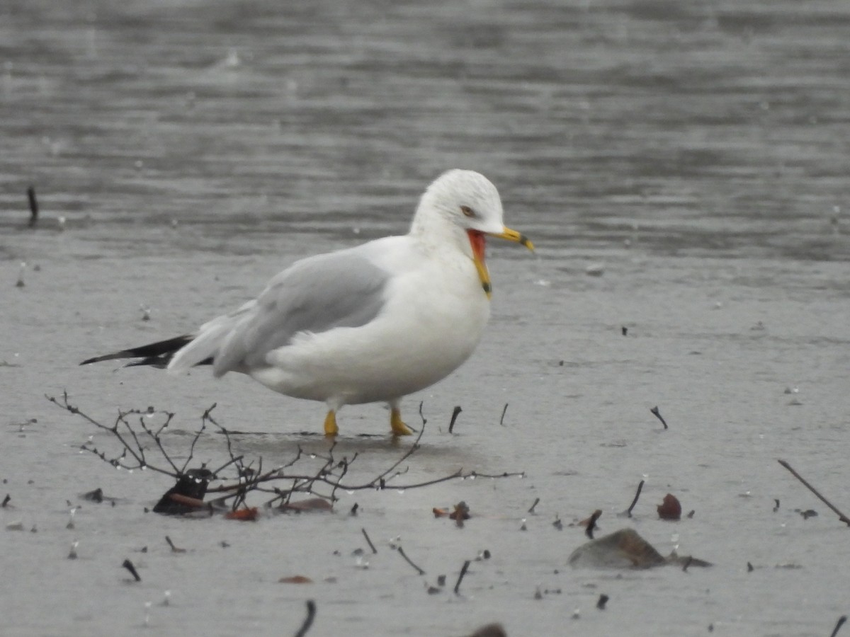 Delawareko kaioa - ML647043351