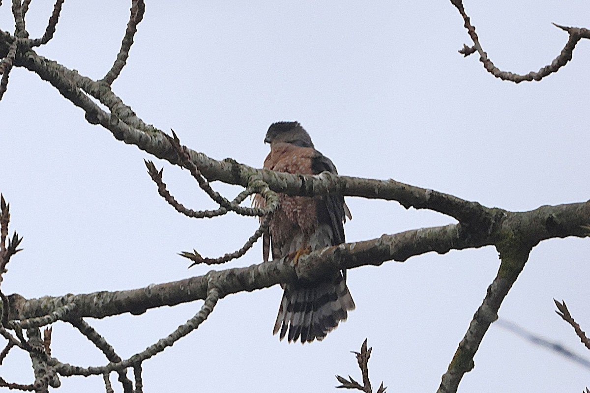 Cooper's Hawk - ML647043353