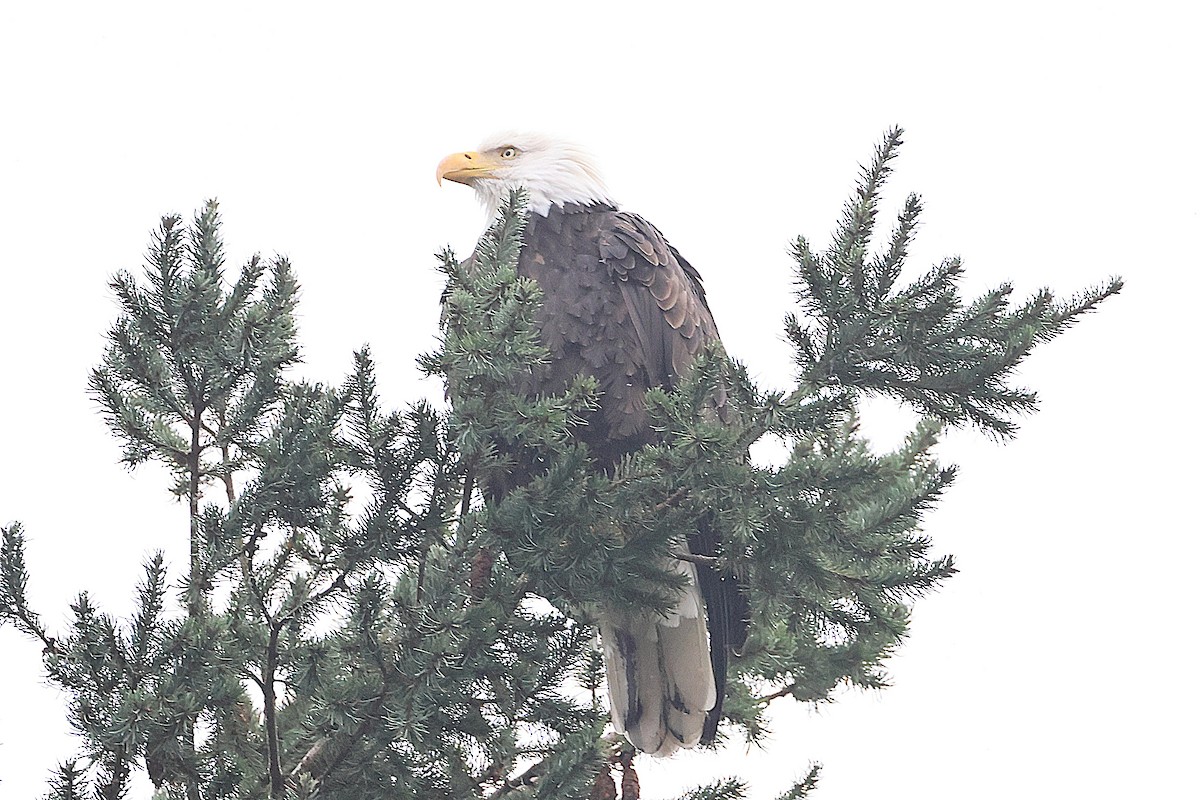 Itsas arrano buruzuria - ML647043358