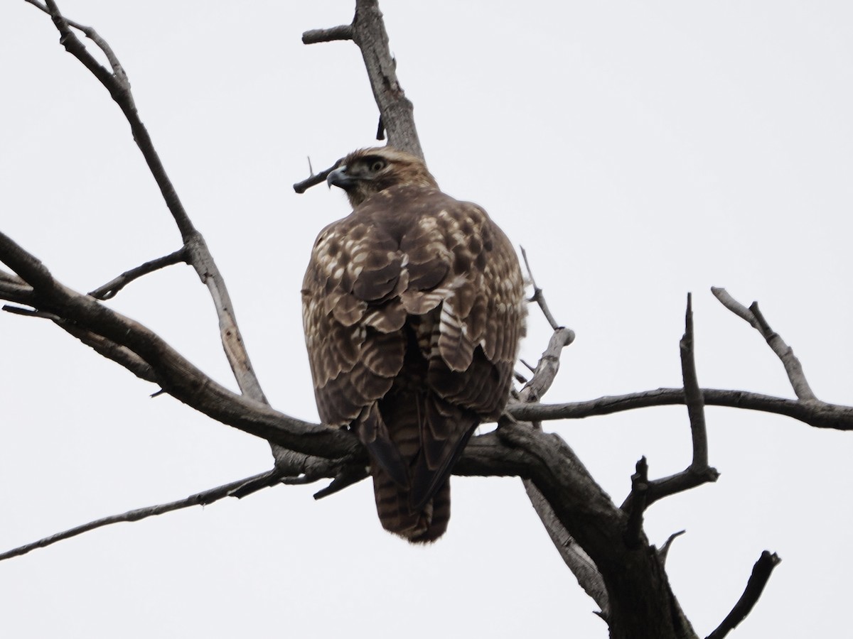 Zapelatz buztangorria - ML647043359