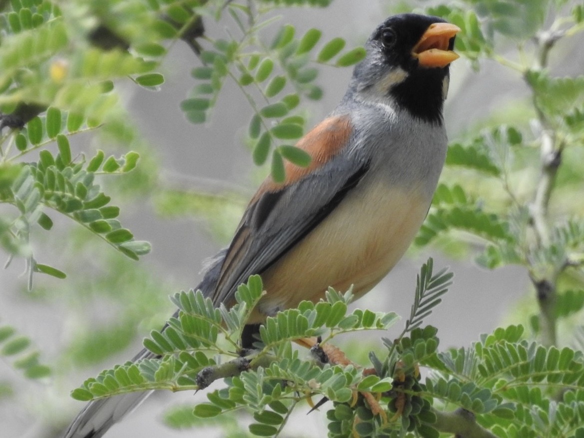 Buff-bridled Inca-Finch - ML647043361