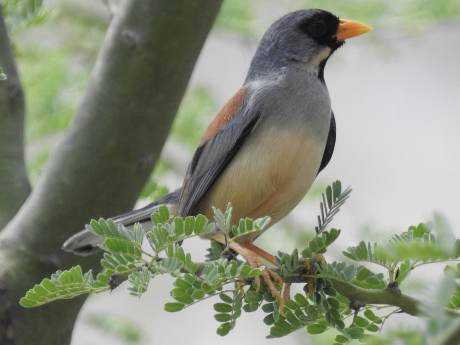 Buff-bridled Inca-Finch - ML647043362