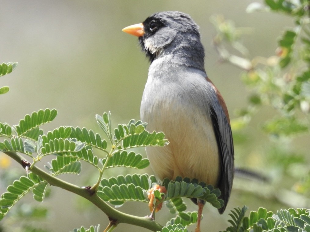 Buff-bridled Inca-Finch - ML647043363
