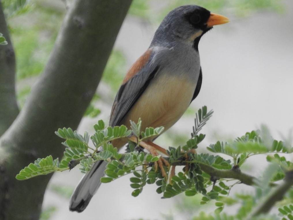 Buff-bridled Inca-Finch - ML647043364
