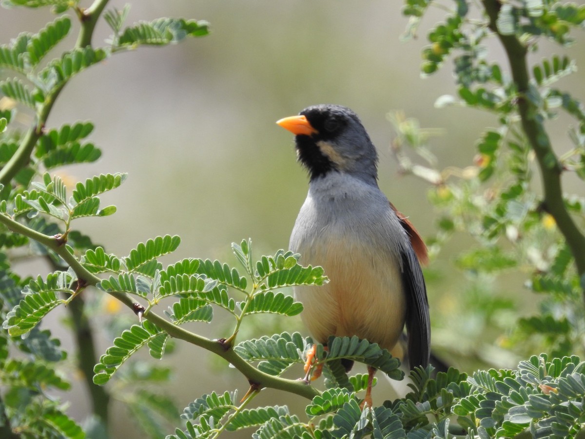 Buff-bridled Inca-Finch - ML647043365