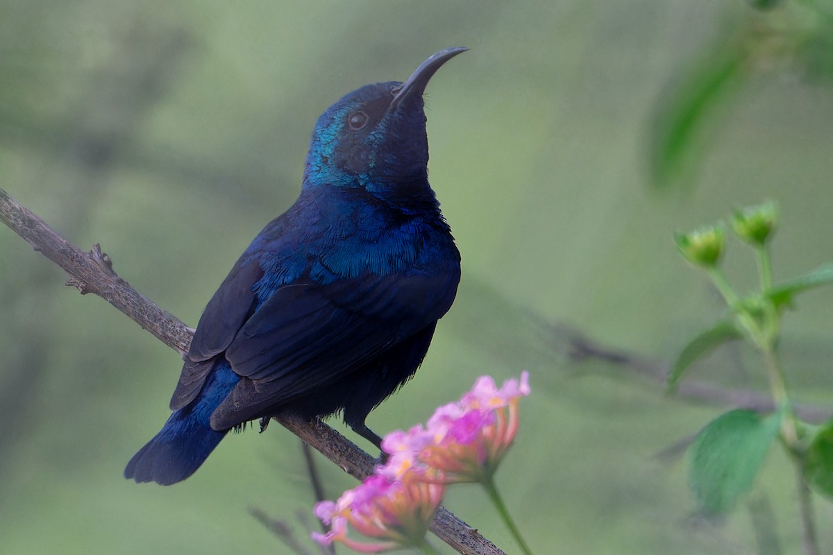 Purple Sunbird - ML647043366